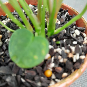 #104 Three x Headed Dark Anthurium NOID