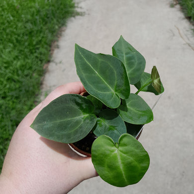 #104 Three x Headed Dark Anthurium NOID