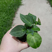 Load image into Gallery viewer, #104 Three x Headed Dark Anthurium NOID
