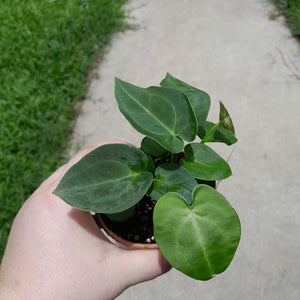 #104 Three x Headed Dark Anthurium NOID