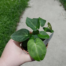 Load image into Gallery viewer, #104 Three x Headed Dark Anthurium NOID