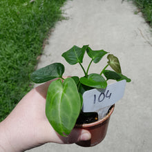 Load image into Gallery viewer, #104 Three x Headed Dark Anthurium NOID