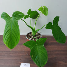 Load image into Gallery viewer, #119 Philodendron Rothschuhianum