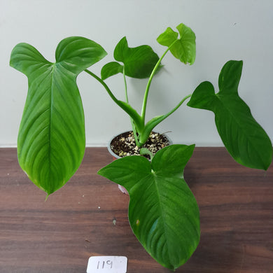 #119 Philodendron Rothschuhianum