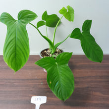 Load image into Gallery viewer, #119 Philodendron Rothschuhianum