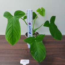 Load image into Gallery viewer, #119 Philodendron Rothschuhianum