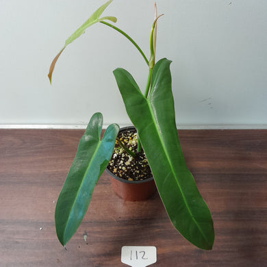 #112 Philodendron Atabapoense