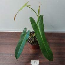 Load image into Gallery viewer, #112 Philodendron Atabapoense