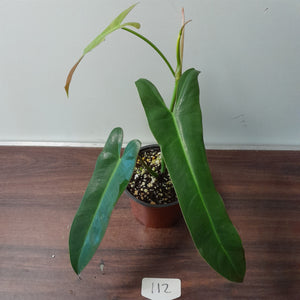 #112 Philodendron Atabapoense