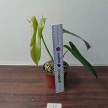 Load image into Gallery viewer, #112 Philodendron Atabapoense