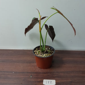 #112 Philodendron Atabapoense
