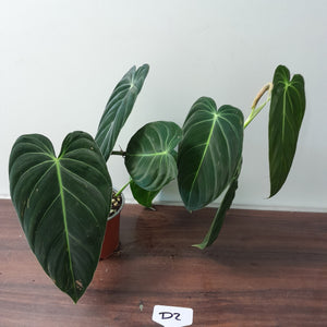 #D2 Philodendron Melanochrysum