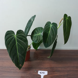 #D2 Philodendron Melanochrysum
