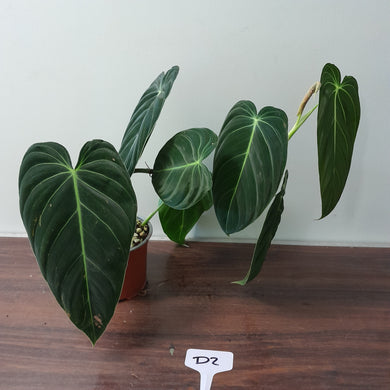 #D2 Philodendron Melanochrysum