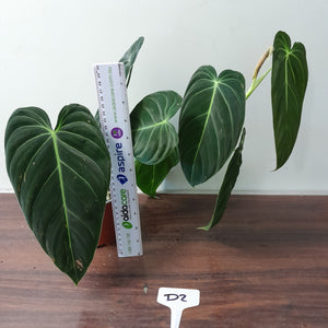#D2 Philodendron Melanochrysum