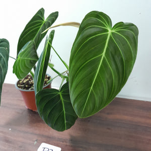 #D2 Philodendron Melanochrysum