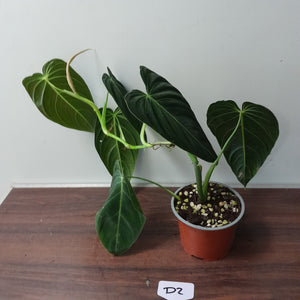 #D2 Philodendron Melanochrysum