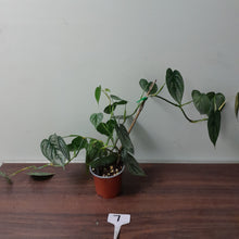 Load image into Gallery viewer, #7 Philodendron Sodiroi