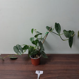 #7 Philodendron Sodiroi