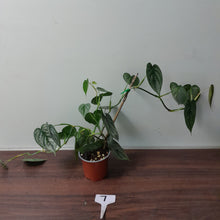 Load image into Gallery viewer, #7 Philodendron Sodiroi