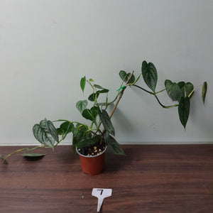 #7 Philodendron Sodiroi