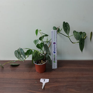 #7 Philodendron Sodiroi