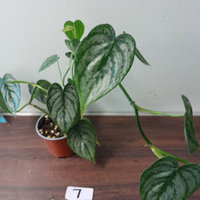 Load image into Gallery viewer, #7 Philodendron Sodiroi