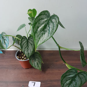 #7 Philodendron Sodiroi