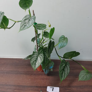 #7 Philodendron Sodiroi