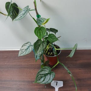 #7 Philodendron Sodiroi