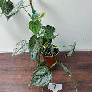 #7 Philodendron Sodiroi