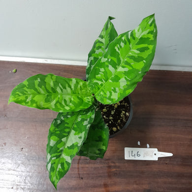 #146 Non TC Aglaonema Pictum Tricolor
