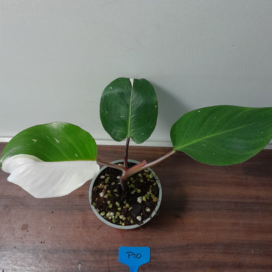 #P10 Philodendron White Knight