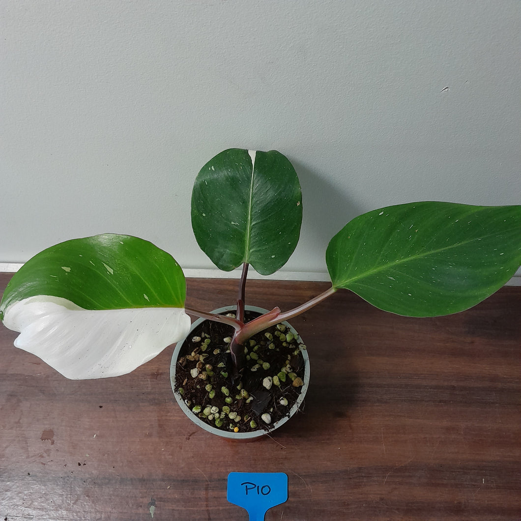 #P10 Philodendron White Knight