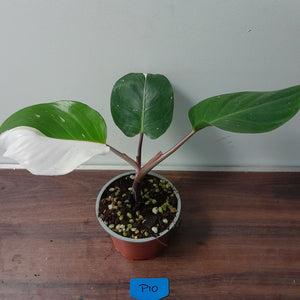 #P10 Philodendron White Knight