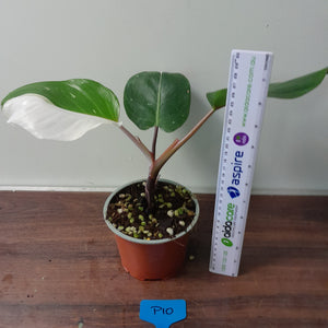 #P10 Philodendron White Knight