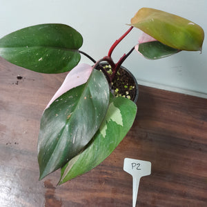 #P2 Philodendron Pink Princess