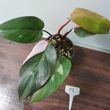 Load image into Gallery viewer, #P2 Philodendron Pink Princess