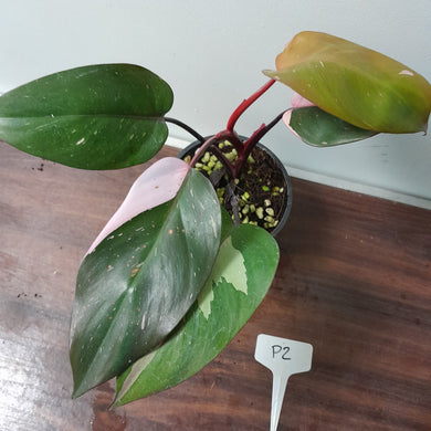 #P2 Philodendron Pink Princess