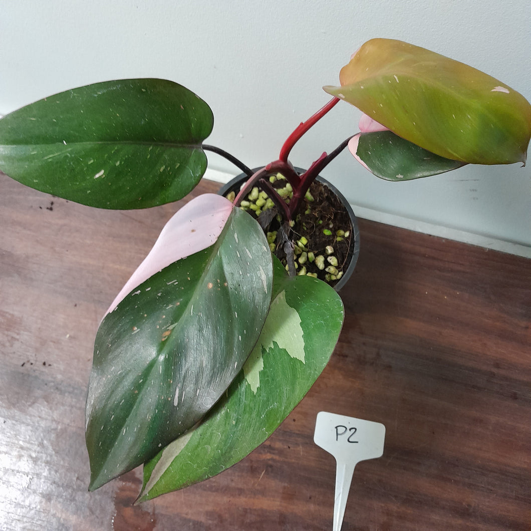 #P2 Philodendron Pink Princess