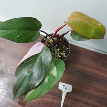 Load image into Gallery viewer, #P2 Philodendron Pink Princess