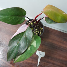 Load image into Gallery viewer, #P2 Philodendron Pink Princess