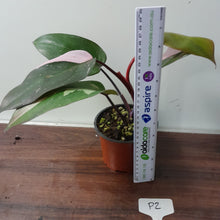 Load image into Gallery viewer, #P2 Philodendron Pink Princess