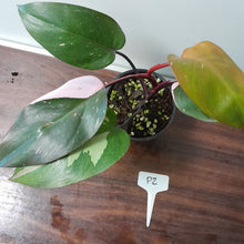 Load image into Gallery viewer, #P2 Philodendron Pink Princess