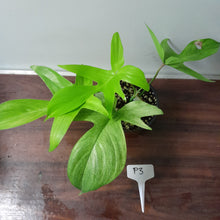 Load image into Gallery viewer, #P3 Philodendron Florida Ghost - NON TC
