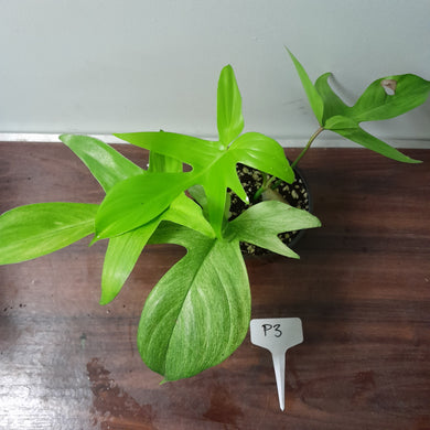 #P3 Philodendron Florida Ghost - NON TC