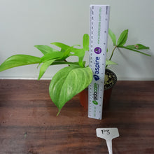 Load image into Gallery viewer, #P3 Philodendron Florida Ghost - NON TC