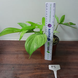 #P3 Philodendron Florida Ghost - NON TC