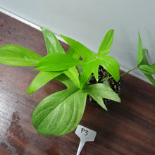 Load image into Gallery viewer, #P3 Philodendron Florida Ghost - NON TC