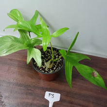 Load image into Gallery viewer, #P3 Philodendron Florida Ghost - NON TC